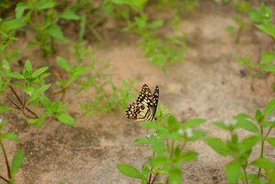 Butterfly on leaf