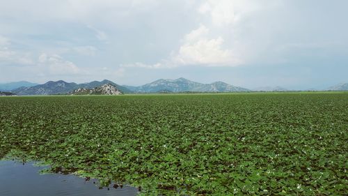 Scenic view of field against sky