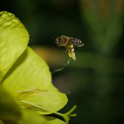 Close-up of bee on flower