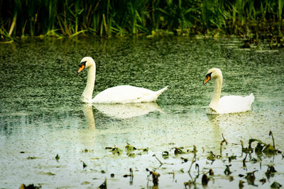 Swans swimming in lake