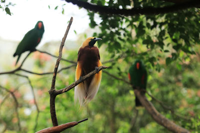 Bird perching on branch
