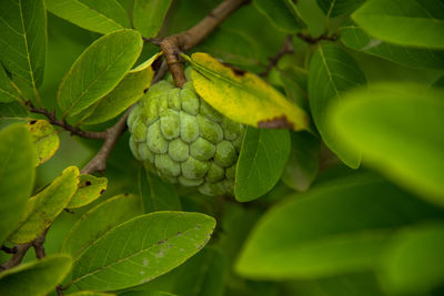 Close-up of fruits growing on plant