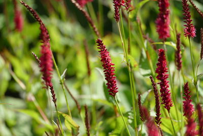 Close-up of red flowering plant