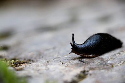 Close-up of snail