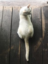 High angle view of cat sitting on wood