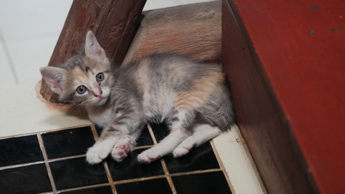 High angle portrait of kitten relaxing outdoors