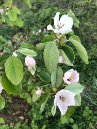 Close-up of flowers blooming outdoors