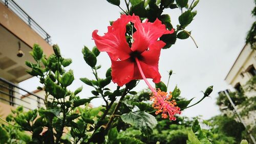 Close-up of red flowers