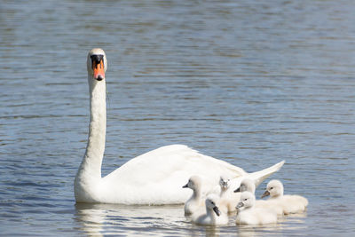 Swan swimming in lake