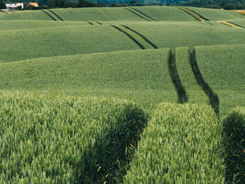 Scenic view of agricultural field