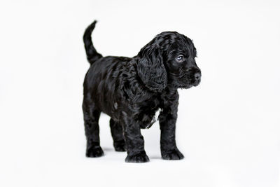 Black dog standing against white background