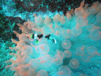 High angle view of clownfish swimming amidst coral in sea