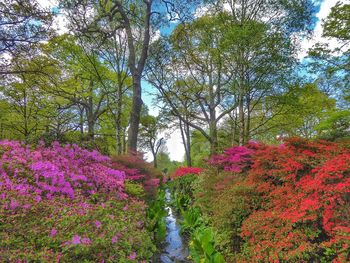 Flowers blooming by trees against sky