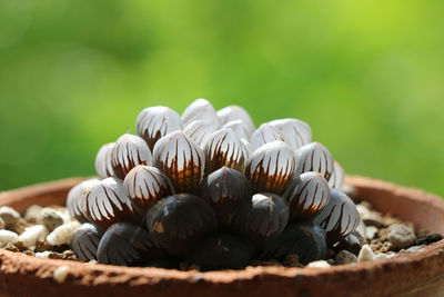 Close-up of pine cone