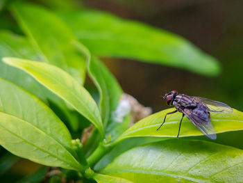 Close-up of fly on leaf