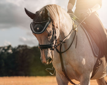 Horse standing on field