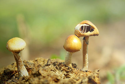 Close-up of mushroom growing on field