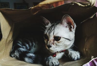 Close-up portrait of cat sitting