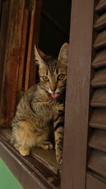 Portrait of kitten sitting on wood