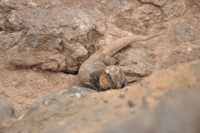 Close-up of lizard on rock