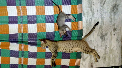 Cats sleeping on carpet