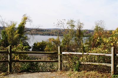 Trees and plants against sky