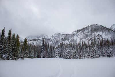 Scenic view of trees against sky during winter