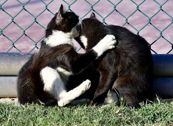 Cat relaxing on a fence