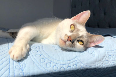 Portrait of cat resting on bed