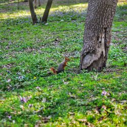 Squirrel on field