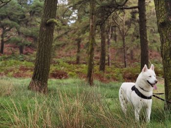 Dog in the forest