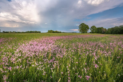 Scenic view of pink flowering plants on field against sky