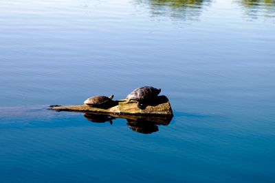 High angle view of a turtle in lake