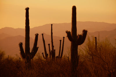 Three saguaro silhouettes with mountains in background during sunset.