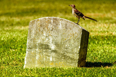 Close-up of bird perching on grass