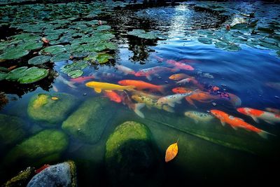 Leaves floating on pond