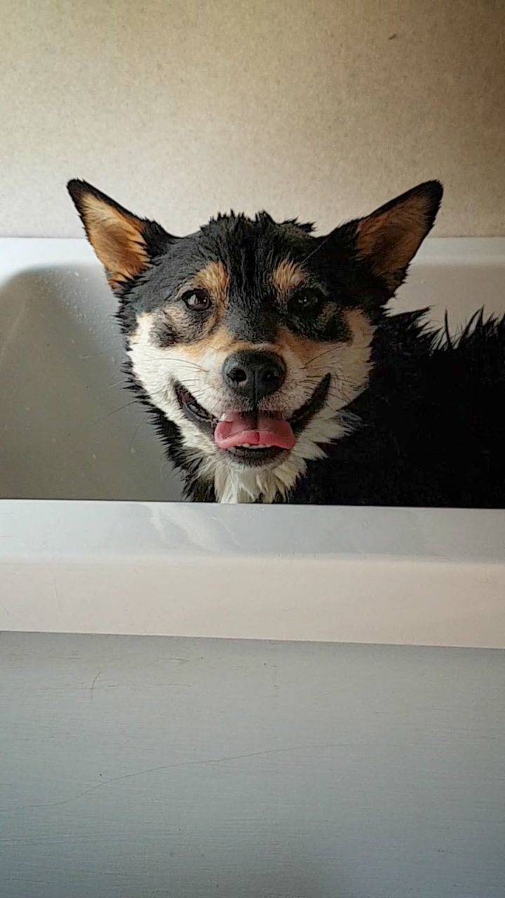 PORTRAIT OF A DOG SITTING ON A WALL