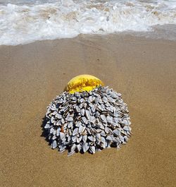 Seashell on sand at beach