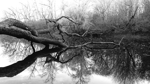 Close-up of tree branch against sky