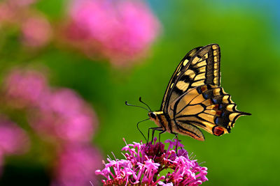 Close-up of butterfly pollinating on flower