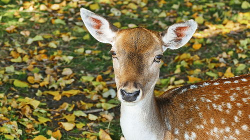 Portrait of deer standing on autumn leaves