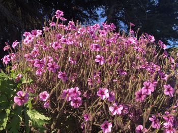 Close-up of pink flowering plants in bloom