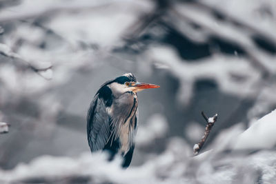 Close-up of bird perching on branch