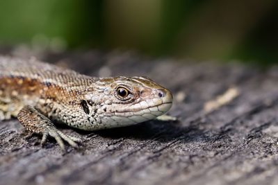 Close-up side view of a reptile