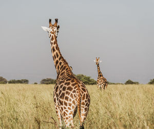 Giraffe in a field