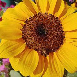 Close-up of yellow flower