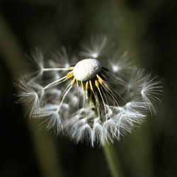 Close-up of dandelion flower