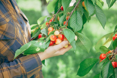 Midsection of woman holding fresh tomatoes at organic farm