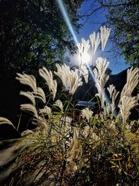 Low angle view of plants on field against sky on sunny day