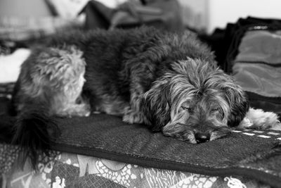 Close-up of puppy sleeping at home